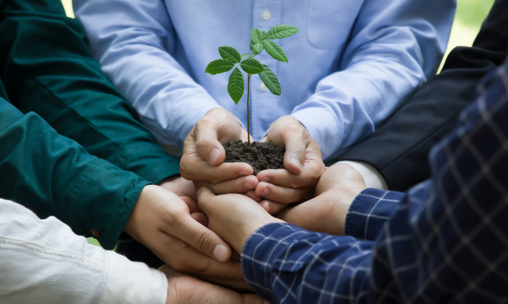 Planter in a reforestation project, tokenizing trees with TreeTherium to support sustainability and earn rewards.